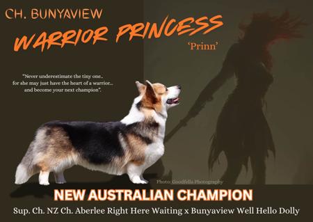 Welsh Corgi (Pembroke) for sale by BUNYAVIEW
