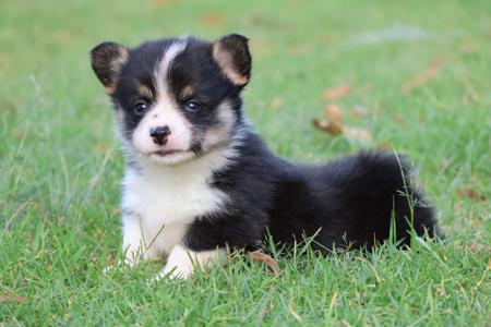 Welsh Corgi (Pembroke) for sale by BUNYAVIEW