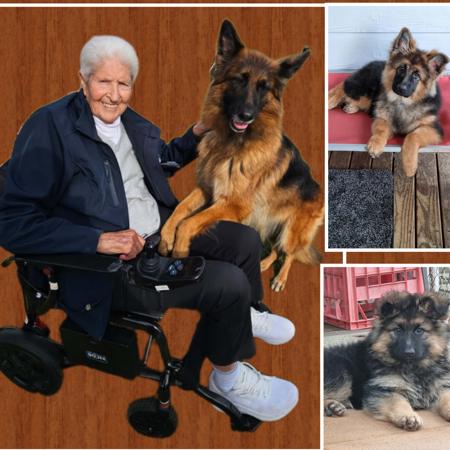 Aust Champion Skyesfuhre Auzziestar Whyto 'AZ.CCD,RN,RA,TKS.SPDN. German Shepherd Dog (Long Stock Coat)