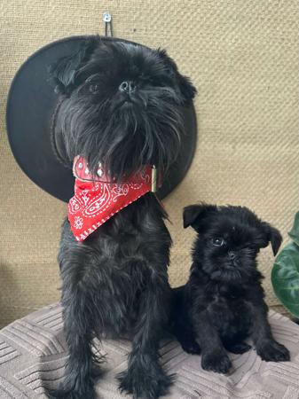 Griffon Bruxellois puppy for sale by ICONIDLE