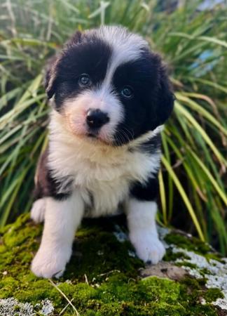 Border Collie puppy for sale by CHARLY