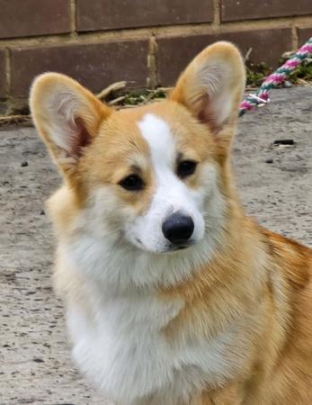 Welsh Corgi (Pembroke) for sale by SAMIHA