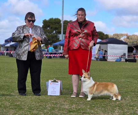 Welsh Corgi (Pembroke) for sale by SAMIHA