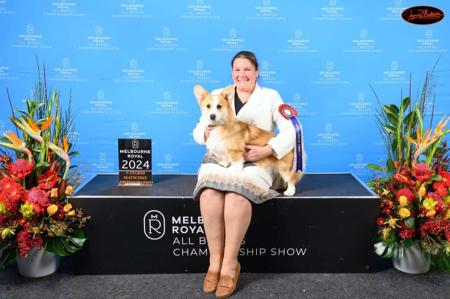 Welsh Corgi (Pembroke) for sale by SAMIHA