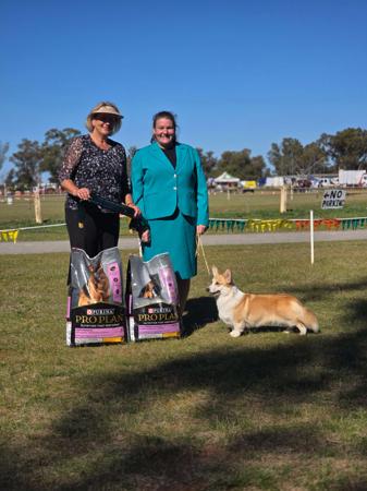 Welsh Corgi (Pembroke) for sale by SAMIHA