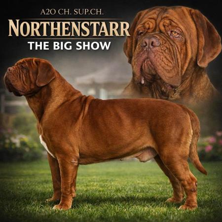 Dogue de Bordeaux for sale by NORTHENSTARR