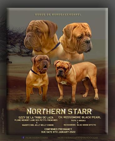 Dogue de Bordeaux for sale by NORTHENSTARR