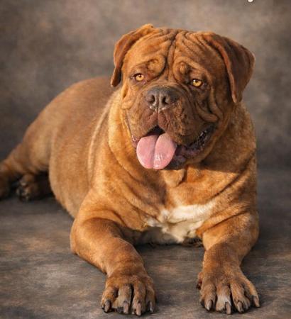 Dogue de Bordeaux for sale by NORTHENSTARR