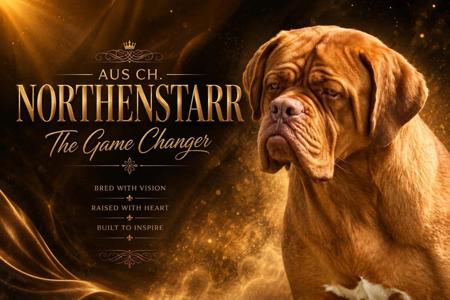 Dogue de Bordeaux for sale by NORTHENSTARR