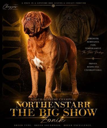 Dogue de Bordeaux for sale by NORTHENSTARR
