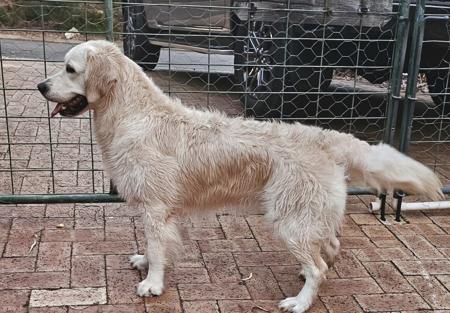 Golden Retriever for sale by NIRVANABHLU