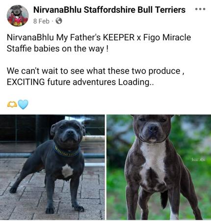 Staffordshire Bull Terrier for sale by NIRVANABHLU