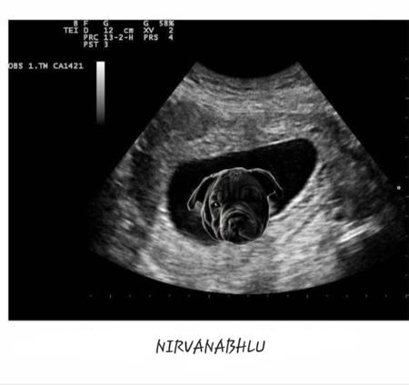 Staffordshire Bull Terrier for sale by NIRVANABHLU