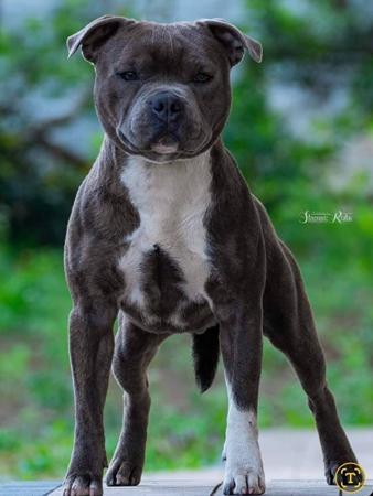 Staffordshire Bull Terrier for sale by NIRVANABHLU