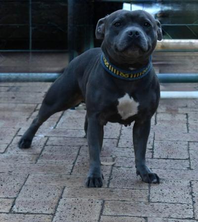 Staffordshire Bull Terrier for sale by NIRVANABHLU