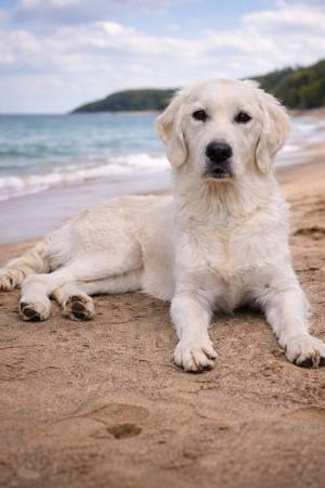 Golden Retriever for sale by NIRVANABHLU