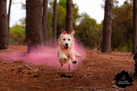 Golden Retriever for sale by NIRVANABHLU