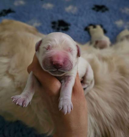 Golden Retriever for sale by NIRVANABHLU