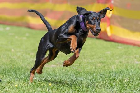 Dobermann for sale by SENTINELS