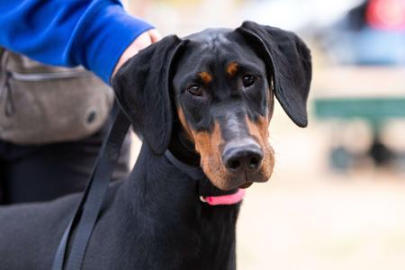 Dobermann for sale by SENTINELS