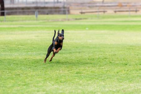 Dobermann for sale by SENTINELS
