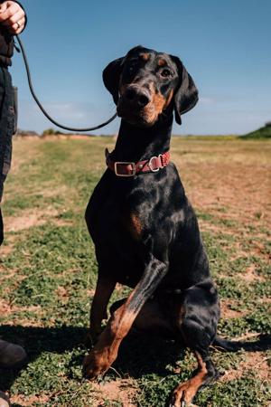 Dobermann for sale by SENTINELS