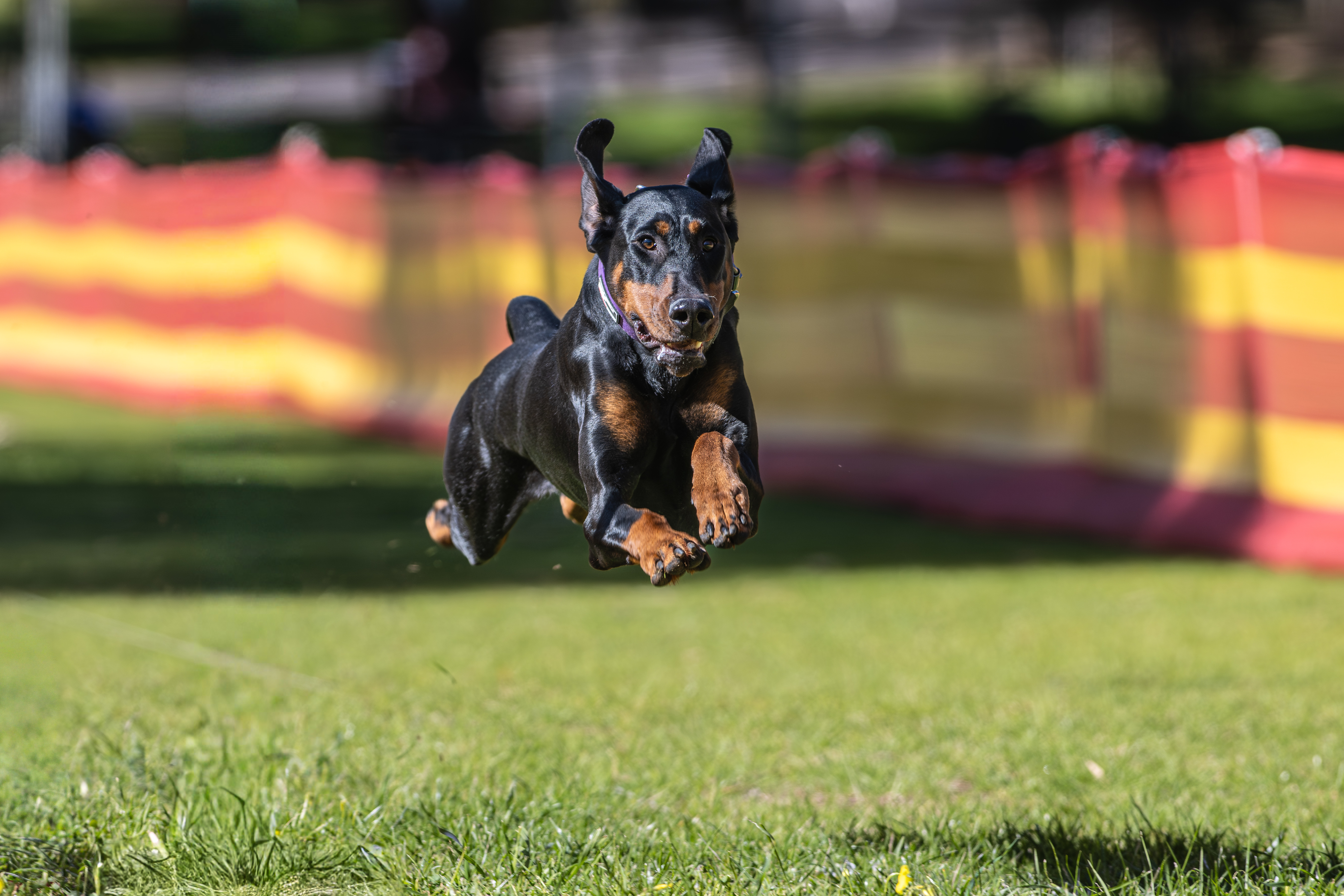 Dobermann puppy for sale by RSERES