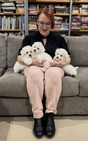 Bichon Frise for sale by INADAZE