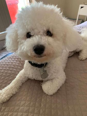 Bichon Frise for sale by INADAZE