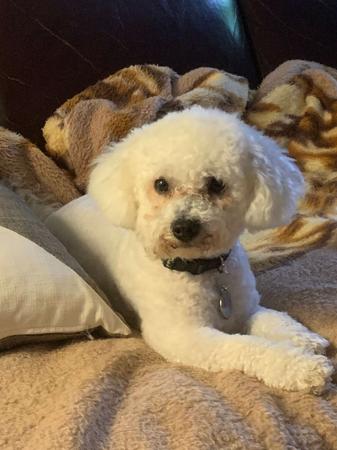 Bichon Frise for sale by INADAZE