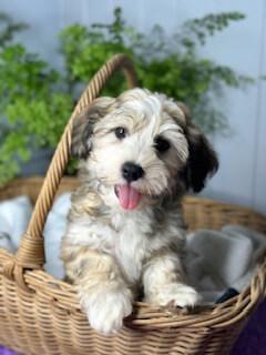 Havanese for sale by INADAZE