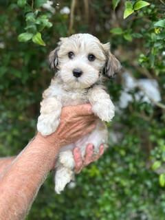 Havanese for sale by INADAZE