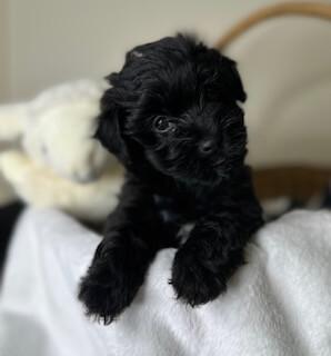 Havanese for sale by INADAZE