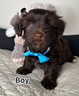 Havanese for sale by INADAZE