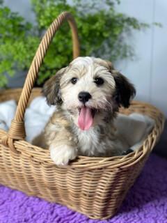 Havanese for sale by INADAZE
