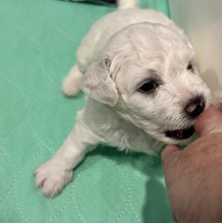 Bichon Frise puppy for sale by INADAZE