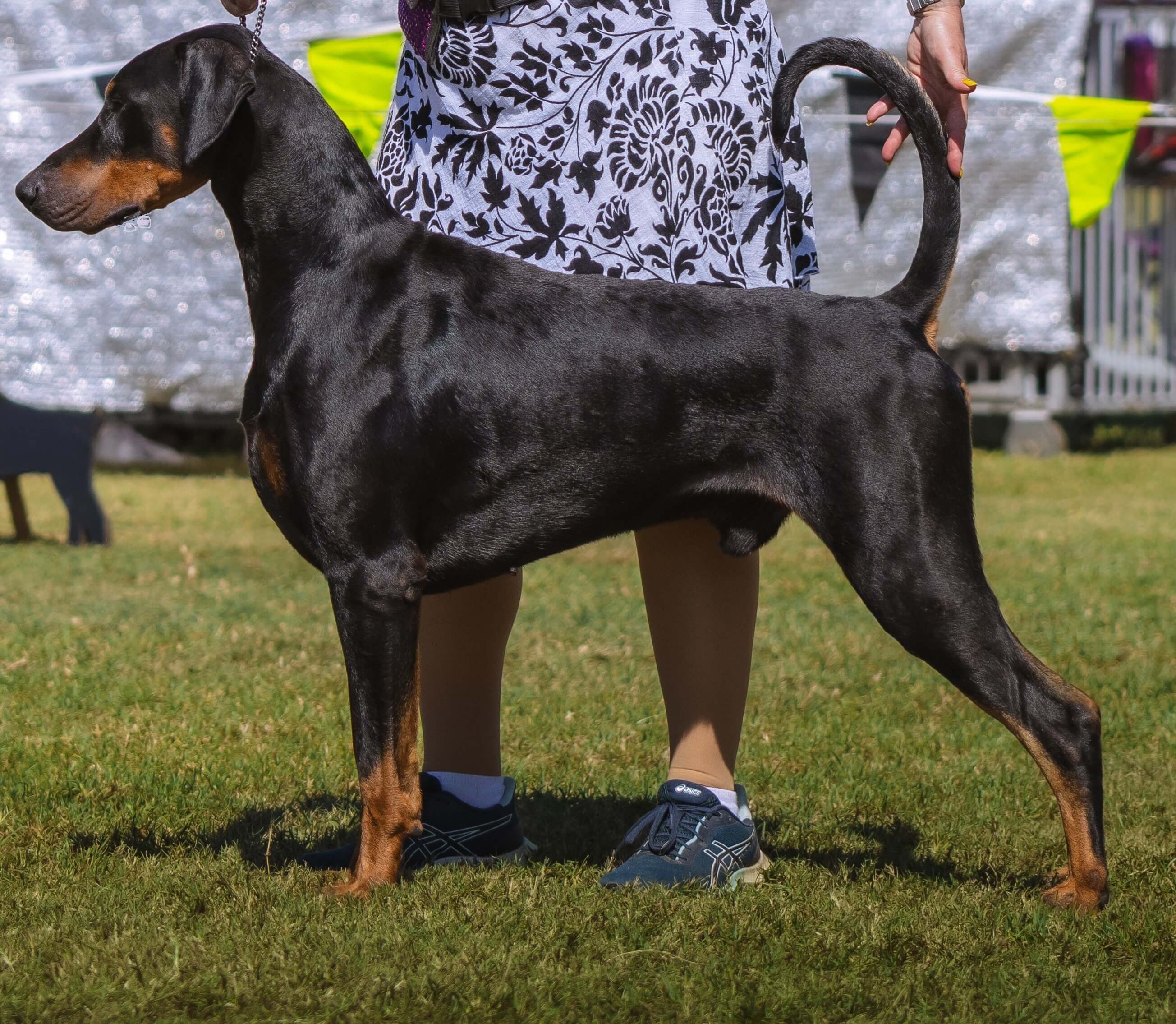 BISS CH Desyred Magic Knight Of Dreams Dobermann - Owned by J…