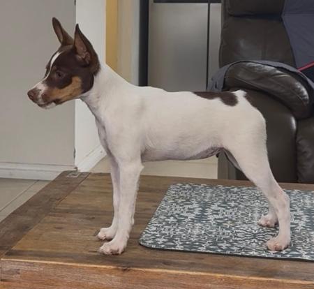 Tenterfield Terrier puppy for sale by SWINTER