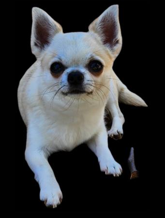 Chihuahua (Smooth Coat) for sale by EDENSUNDOWN