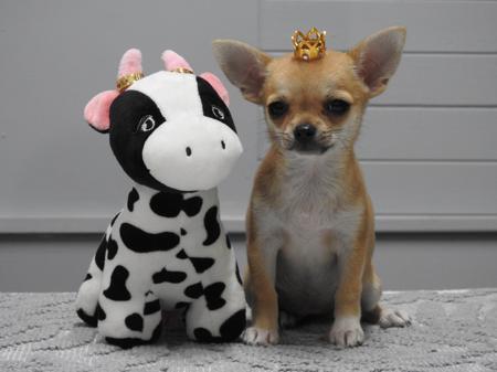 Chihuahua (Smooth Coat) for sale by EDENSUNDOWN