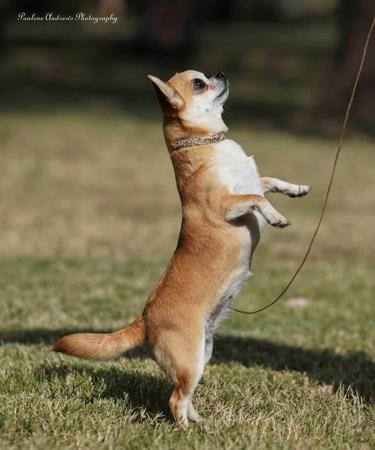 Chihuahua (Smooth Coat) for sale by EDENSUNDOWN