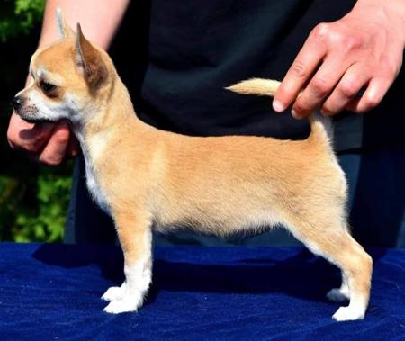 Chihuahua (Smooth Coat) for sale by EDENSUNDOWN
