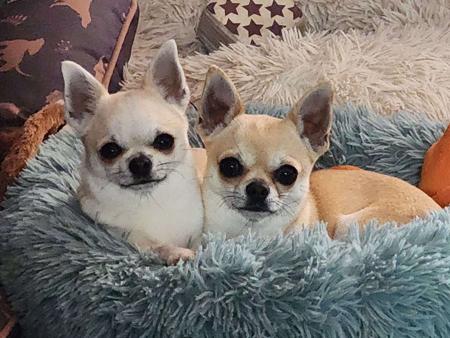 Chihuahua (Smooth Coat) for sale by EDENSUNDOWN