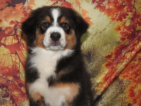 Australian Shepherd puppy for sale by EDENSUNDOWN