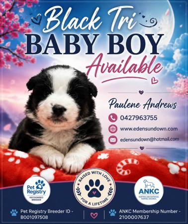 Australian Shepherd puppy for sale by EDENSUNDOWN