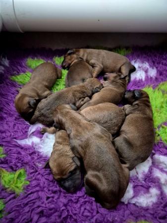 Irish Terrier puppy for sale by ADORALINK