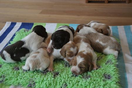 Brittany puppy for sale by MAKUWAN