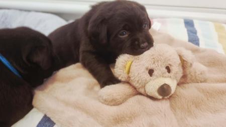 Labrador Retriever puppy for sale by JORINALABS