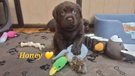 Labrador Retriever puppy for sale by JORINALABS