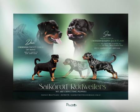 Rottweiler for sale by BRADPEAKER